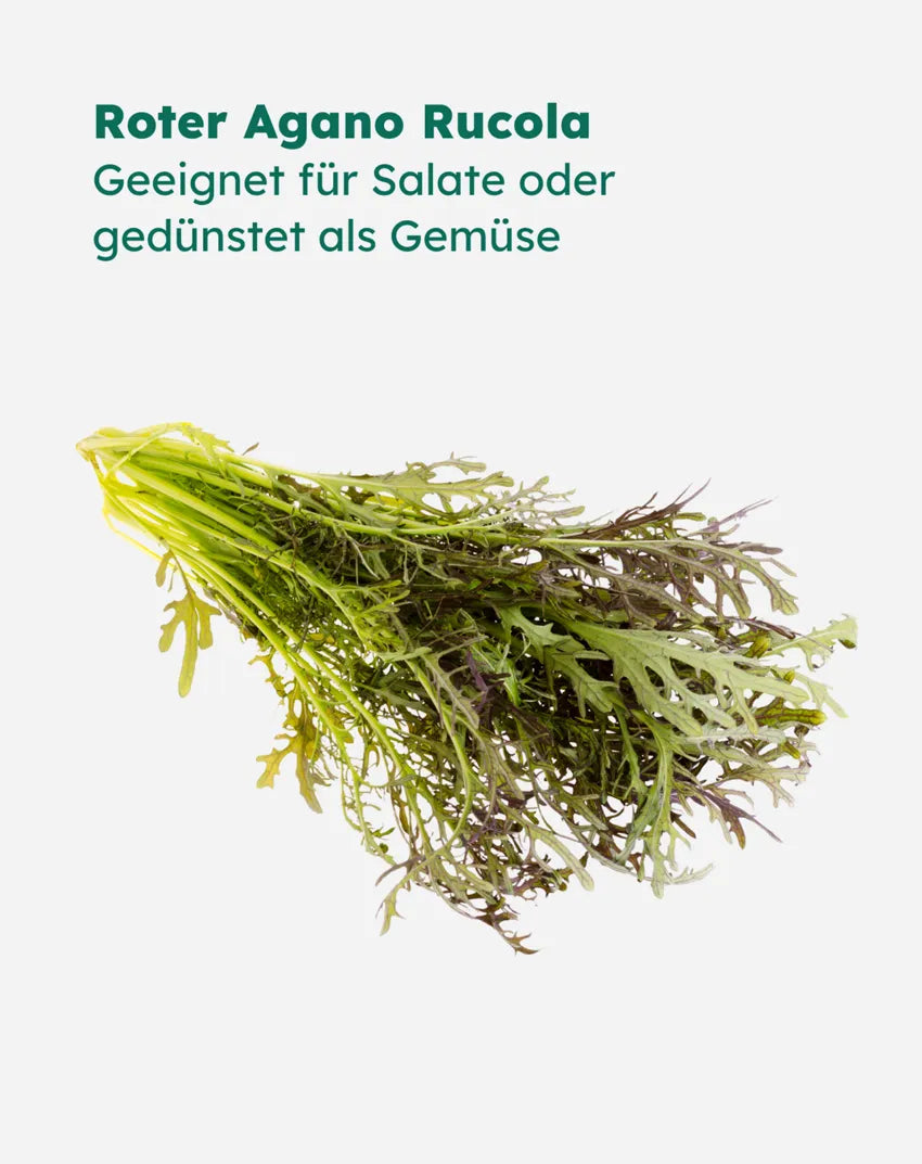 Pflanzensamen | Agano "Rucola"