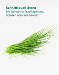 Pflanzensamen | Schnittlauch Staro