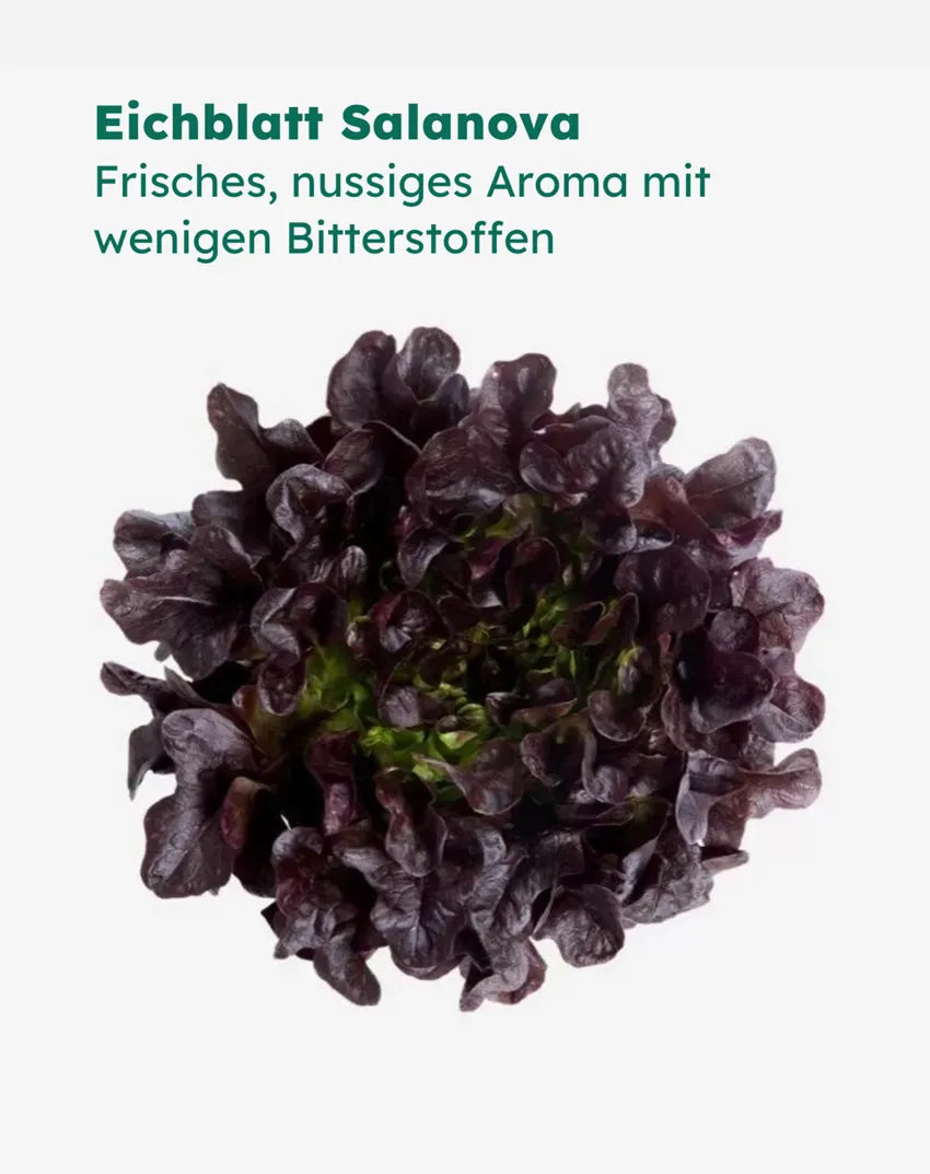 Swiss-Mix | 6er Pack